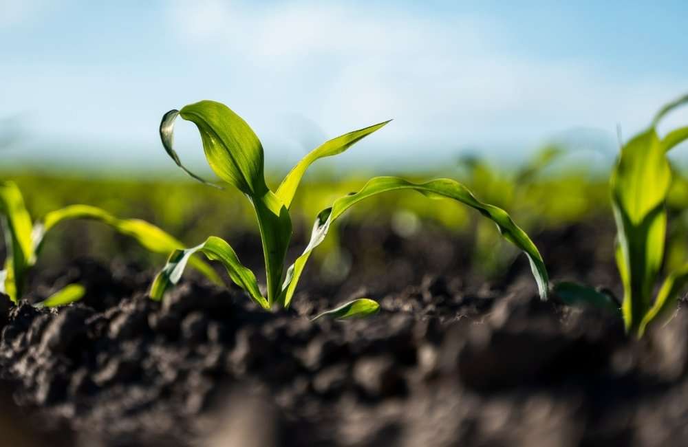 featured image from Rooted in Agriculture