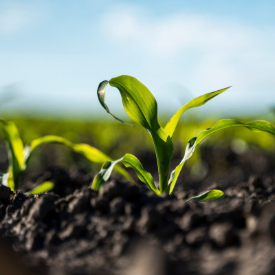 Rooted in Agriculture[Draft]